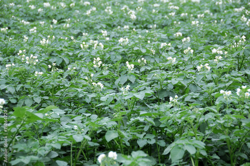 garden garden
