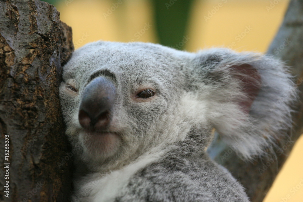 Naklejka premium Koala
