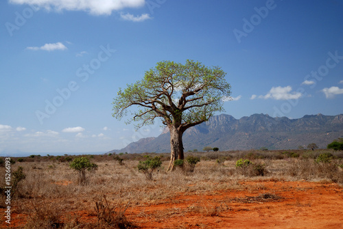 A tree in africa