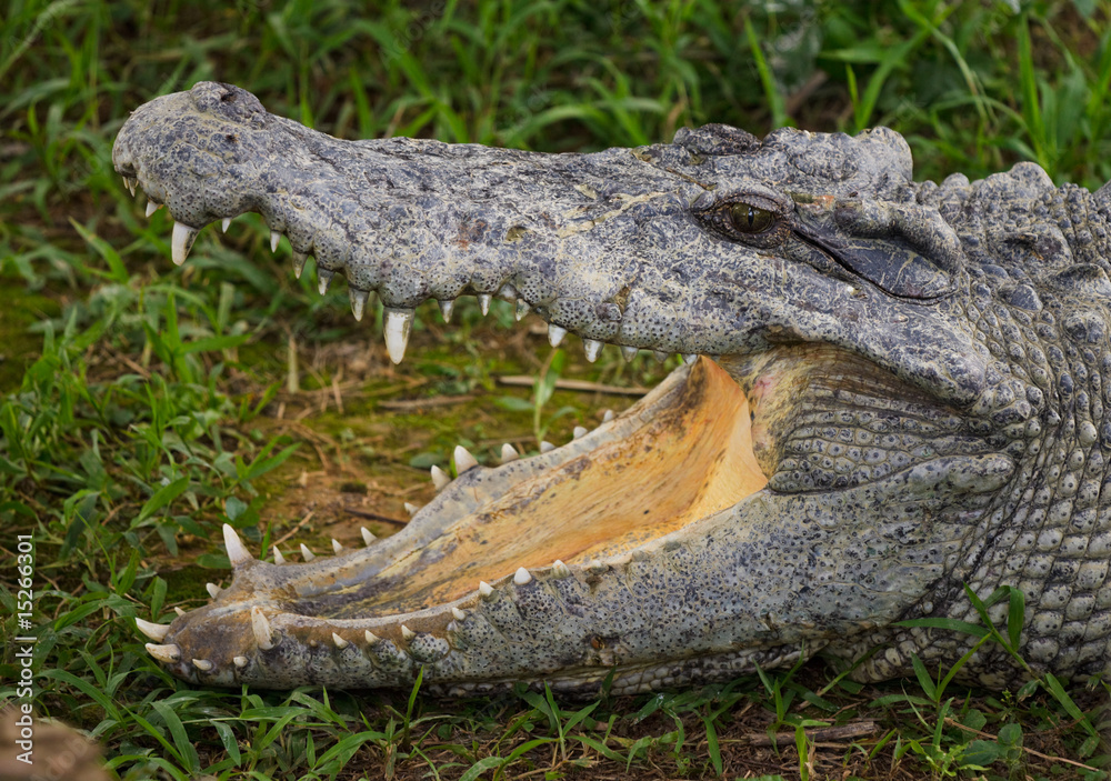 Fototapeta premium cayman with a opening big mouth