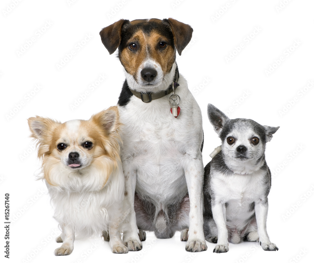 Goupe of dog: two chihuahua and a Jack russell