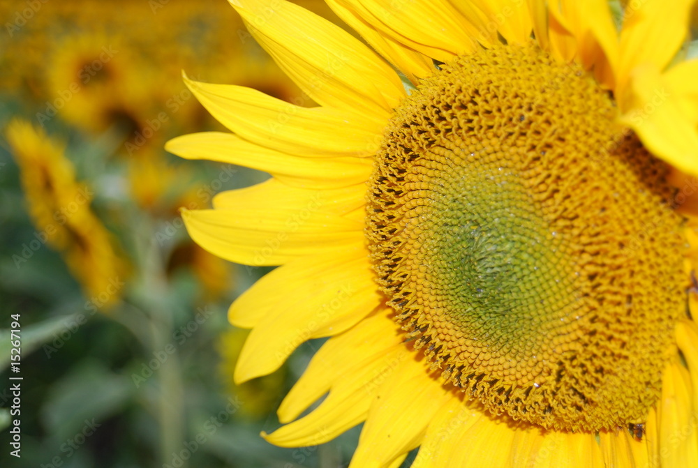 Obraz premium Sonnenblume