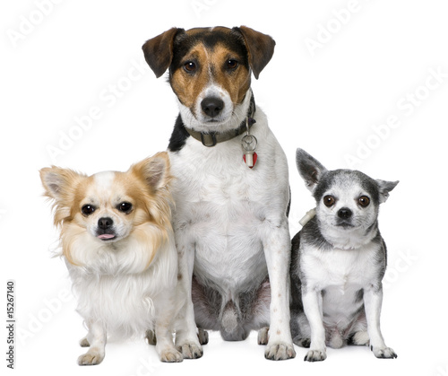 Goupe of dog  two chihuahua and a Jack russell