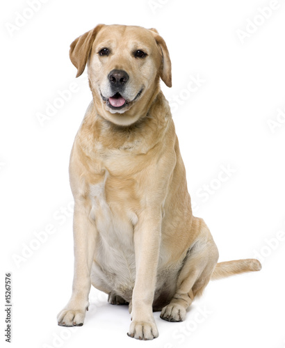 Labrador sitting  6 years old 