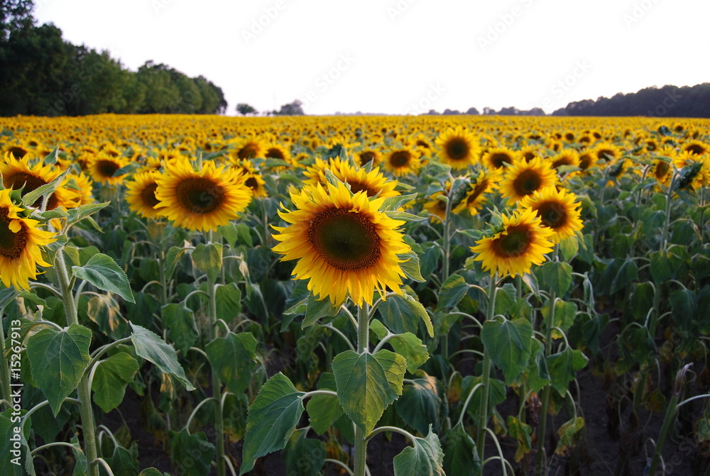 Fototapeta premium sonnenblume