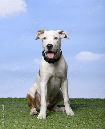 American Staffordshire terrier puppy  5 months 