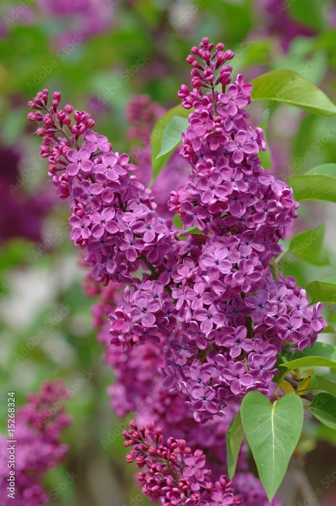 Obraz premium red lilac