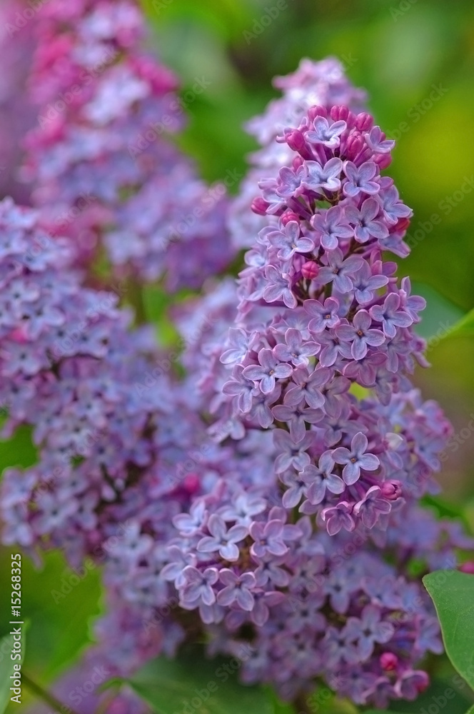Fototapeta premium lilac