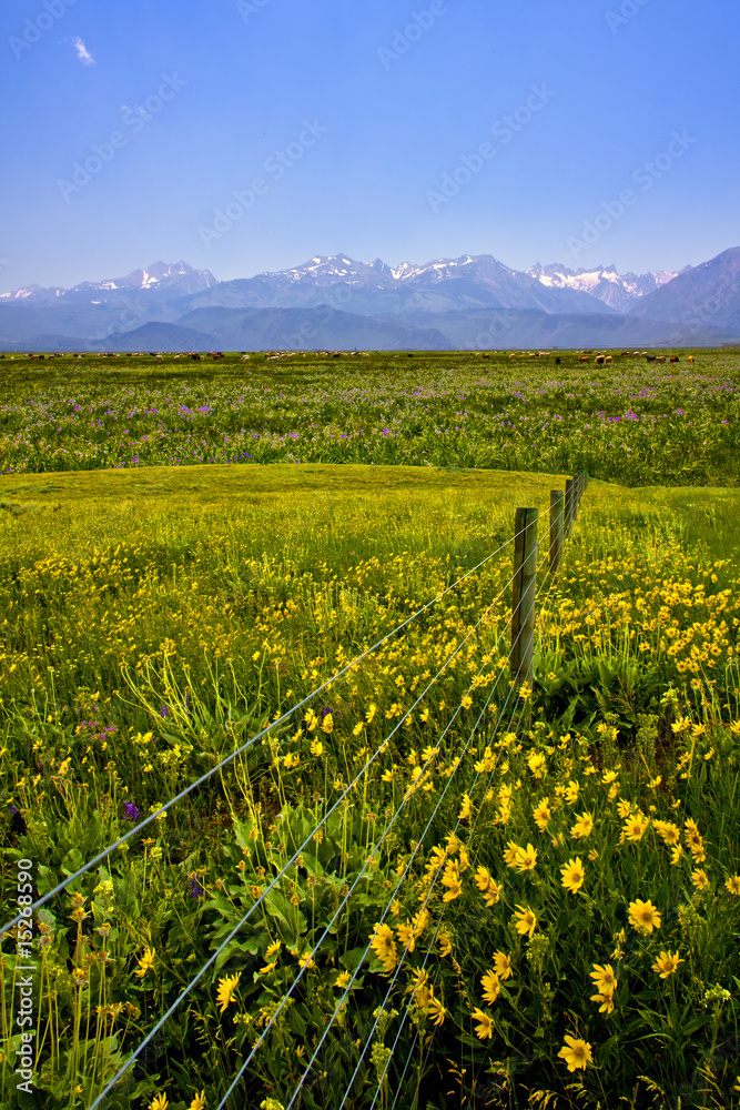 Field of flowers and Mountains