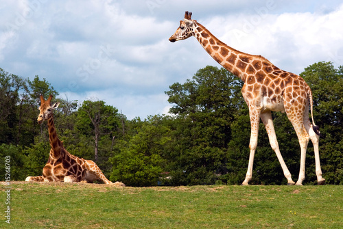 Photography two giraffe