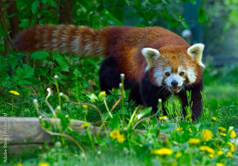 Obraz premium red panda