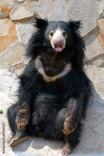 Sloth Bear (Melursus ursinus)