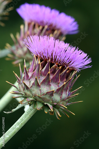 cardon,cynara cardunculus photo