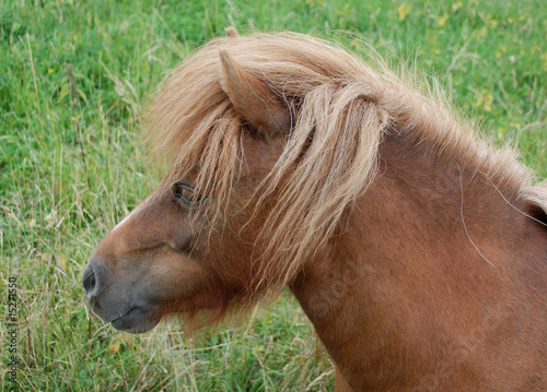 Shetlandpony, Portrait photo