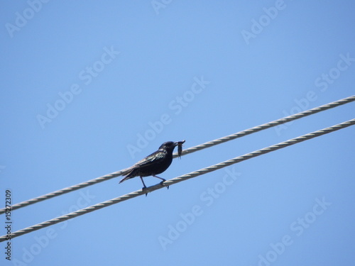 pájaro en cable