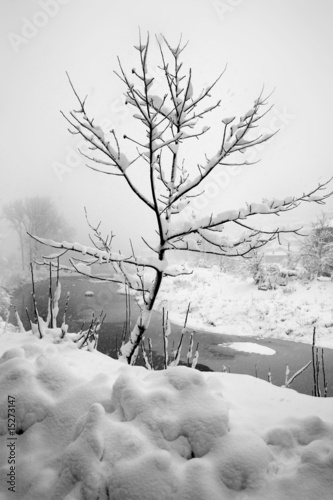 winterbaum