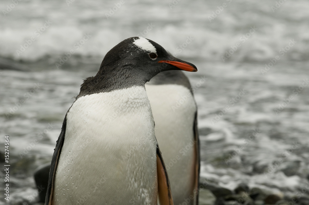 Naklejka premium Pinguim na Antartica