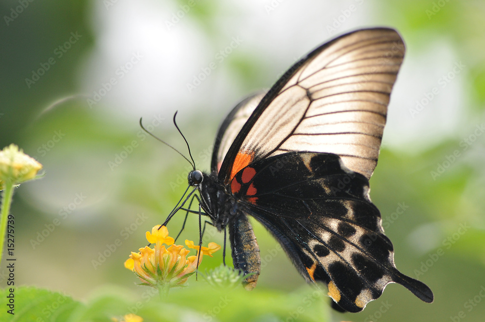 Naklejka premium Papillon