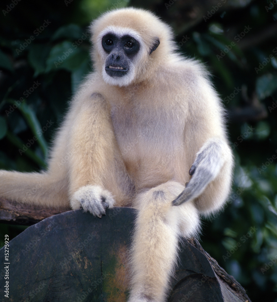 Obraz premium Gibbon_112891