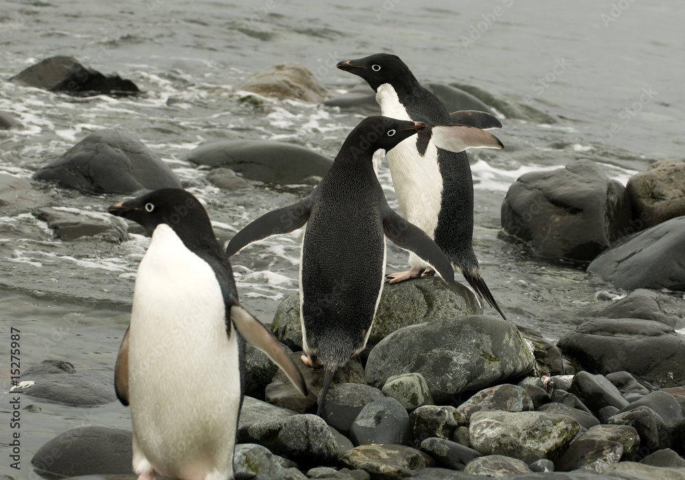 Naklejka premium Pinguim na Antartica