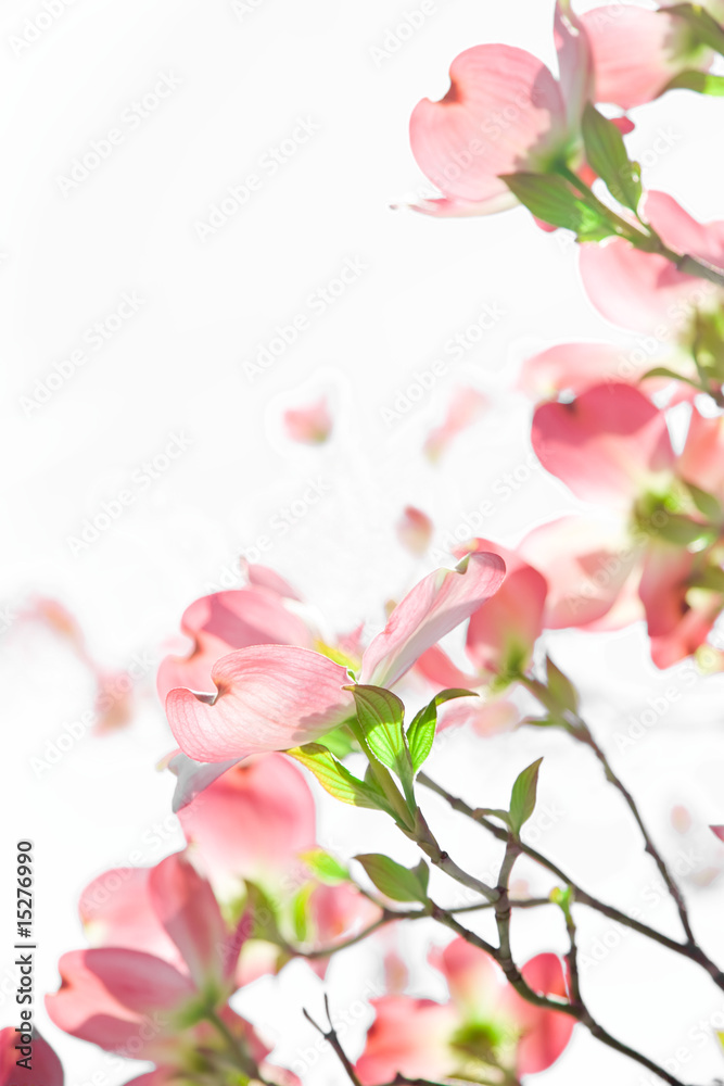 燦々 燦々