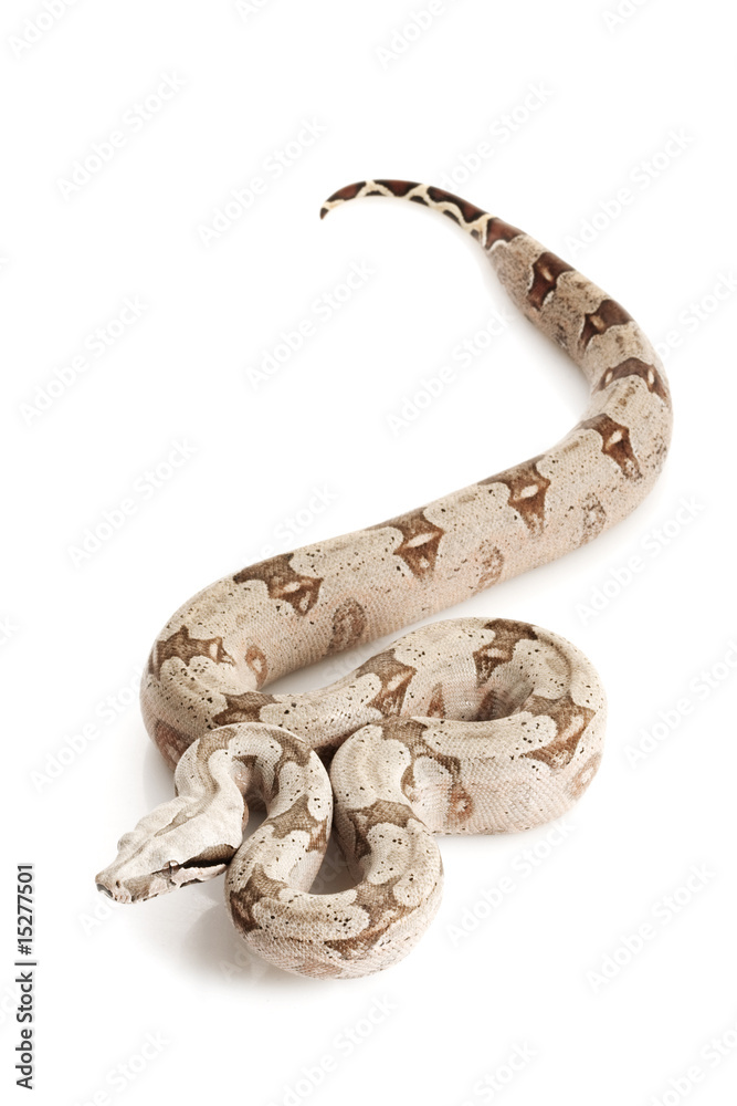 Bolivian Boa Bolivian Boa