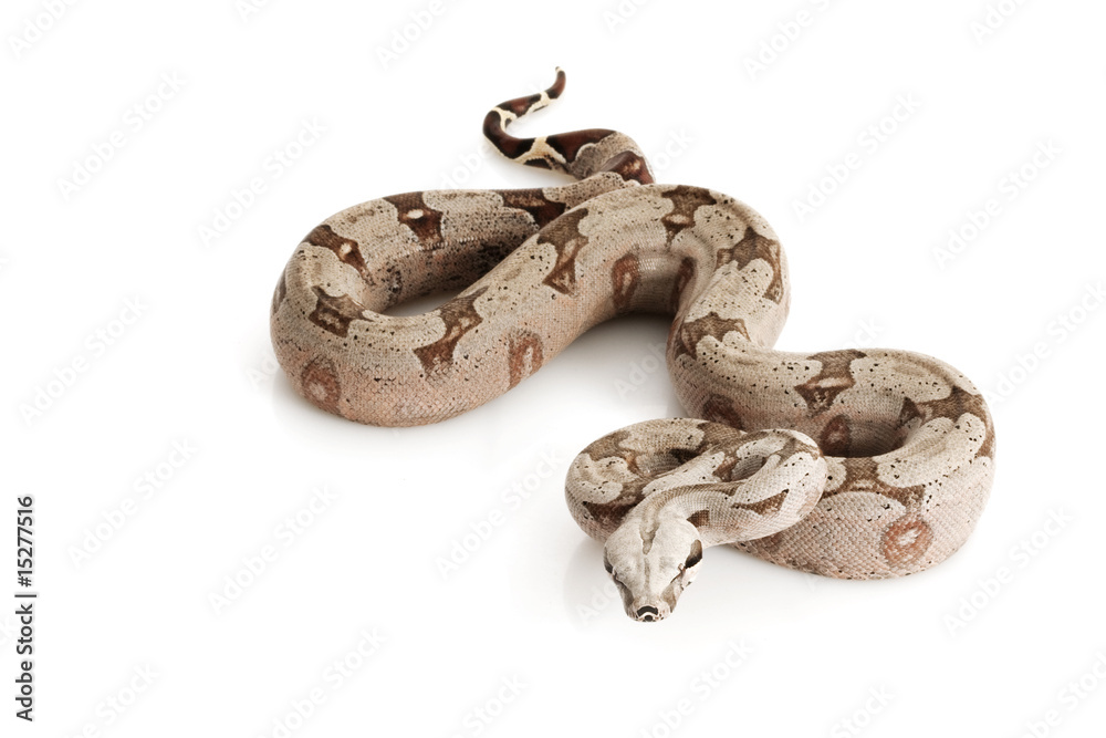 Fototapeta premium Bolivian Boa