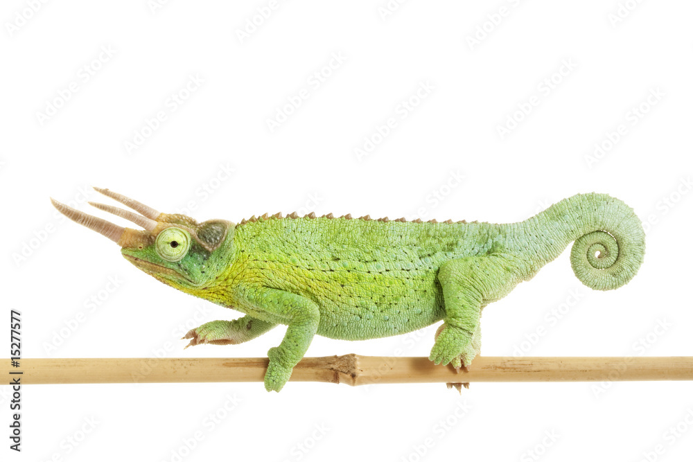 Fototapeta premium Jackson¡¯s Chameleon