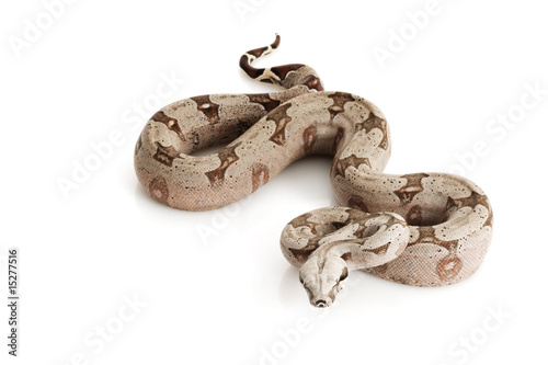 Bolivian Boa