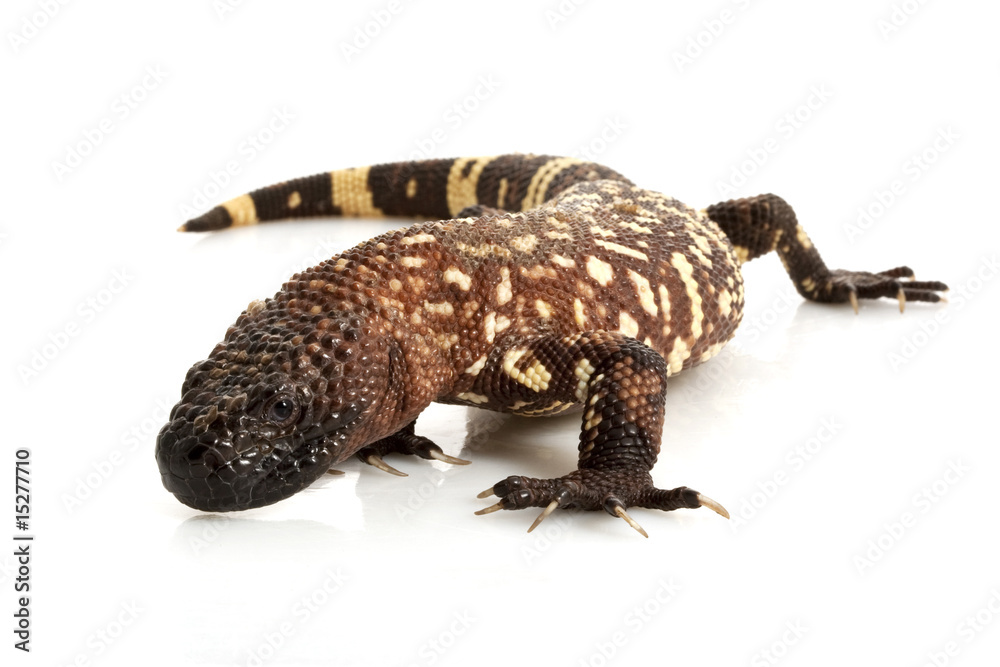 Mexican Beaded Lizard Mexican Beaded Lizard
