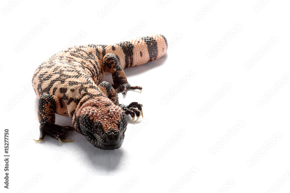 Fototapeta premium Gila monster