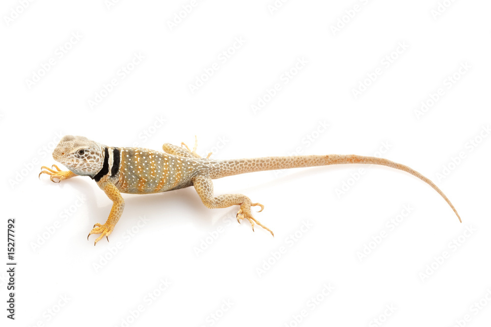 Naklejka premium Collared Lizard