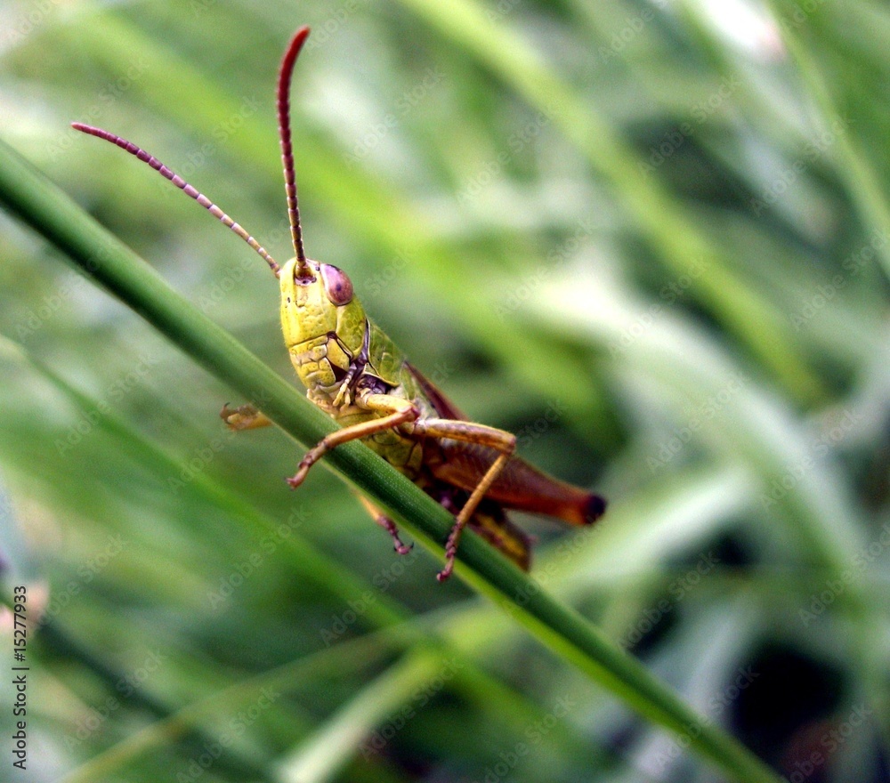 Fototapeta premium Grashüpfer