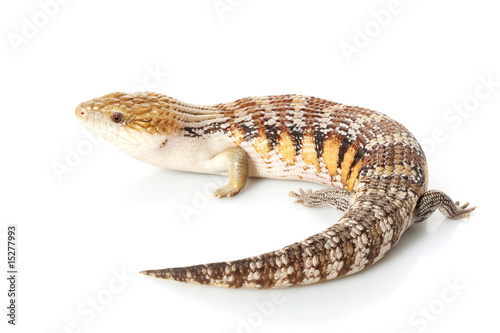 Eastern Blue-tongued Skink
