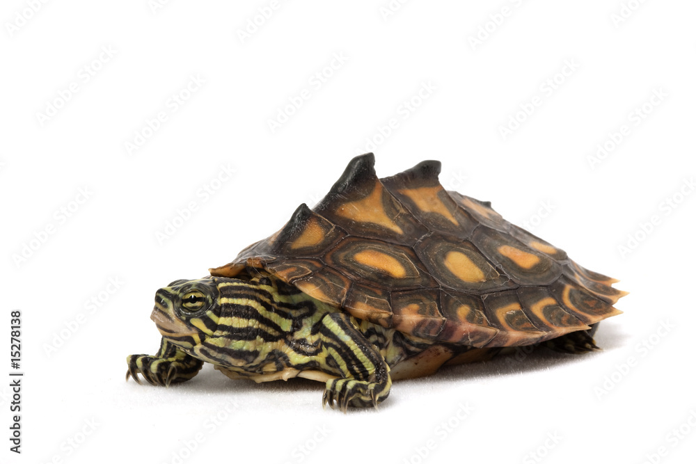Obraz premium Yellow Blotched Map Turtle