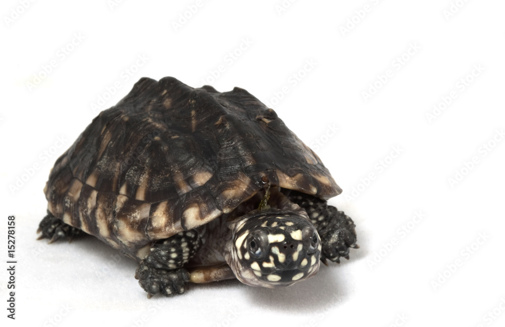 Obraz premium Indian Spotted Turtle