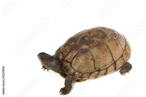 Coahuilan Box Turtle