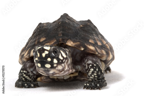 Indian Spotted Turtle photo