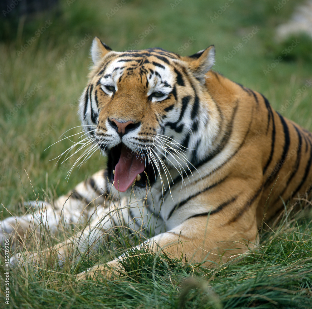 Obraz premium Tiger_112002