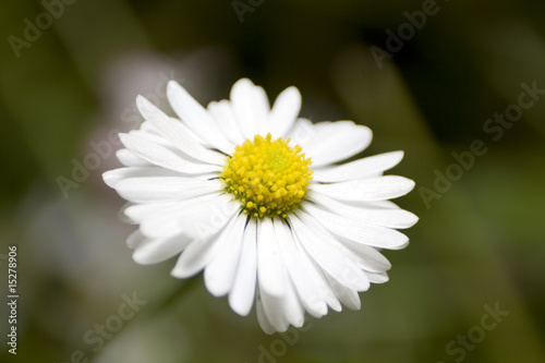 Daisy flower. Close-up.