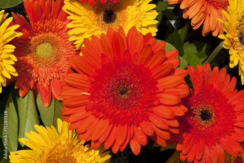 Gerbera in Orange und Gelb