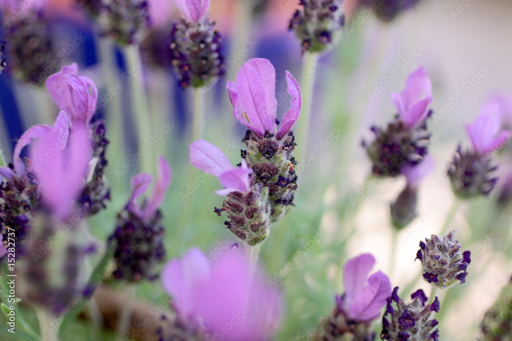 Obraz premium Lavendelblüten