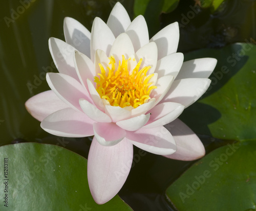 water lily