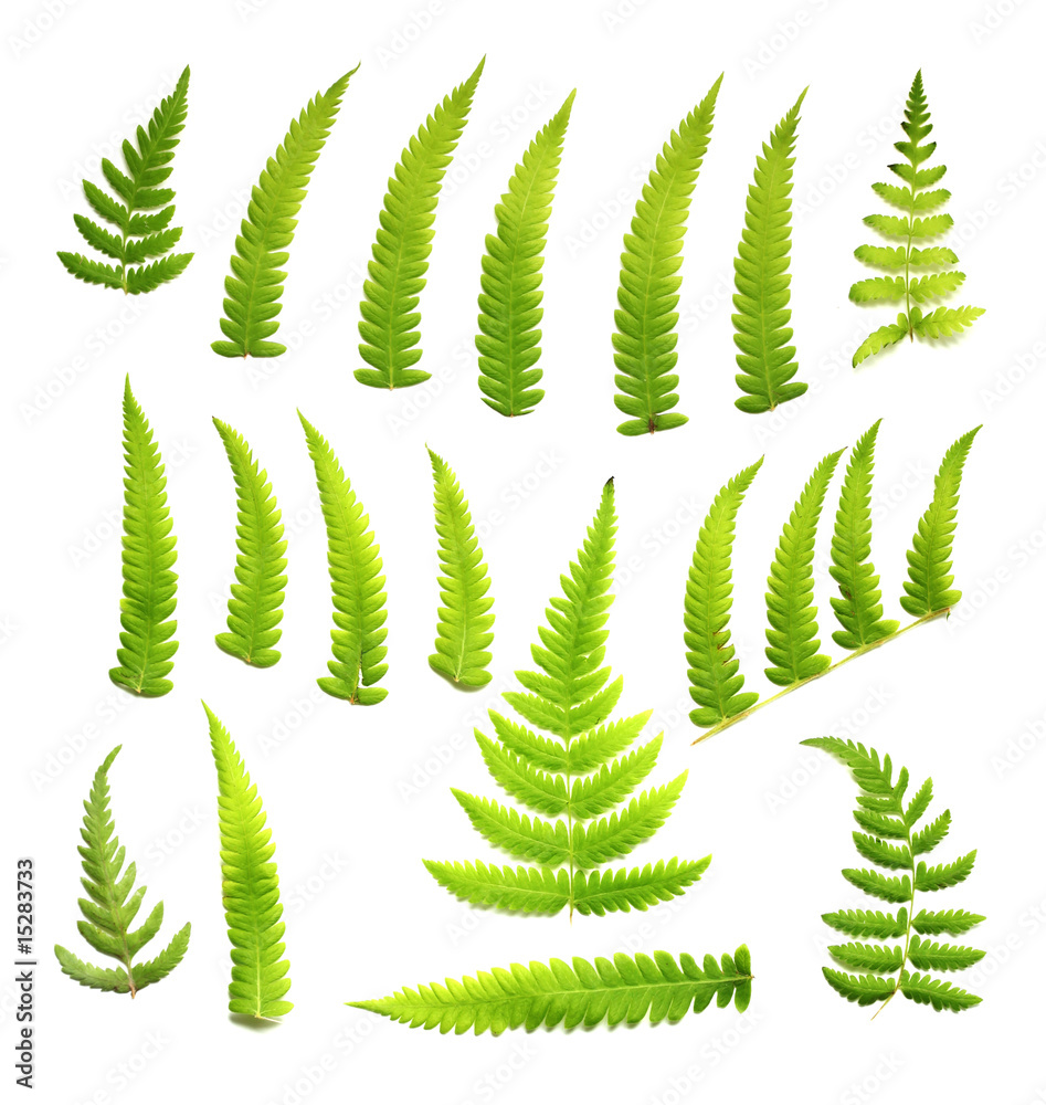 Ferns