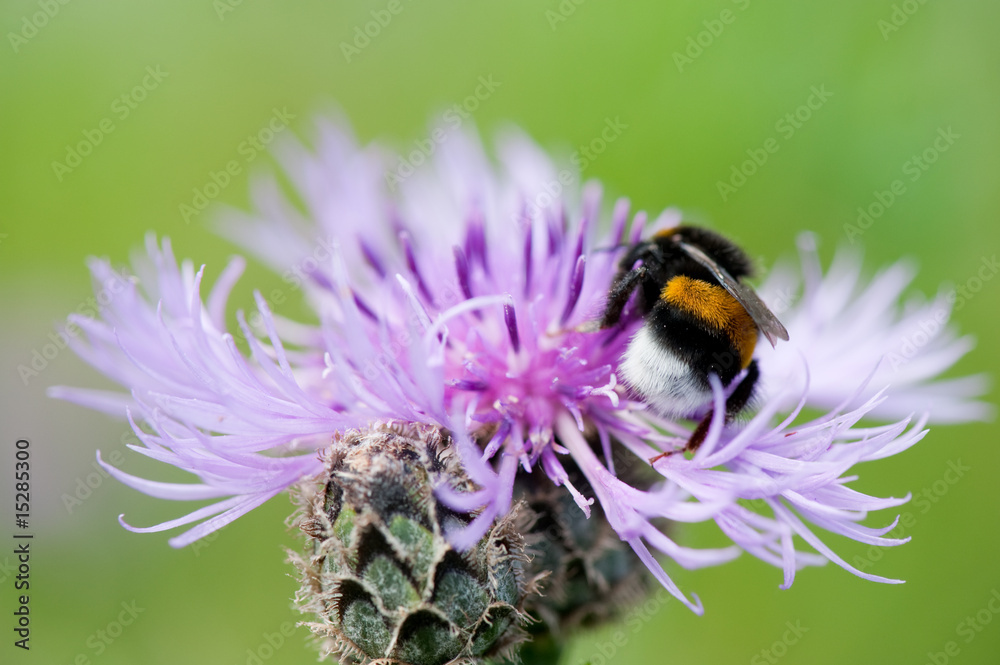 Purple thistle Purple thistle