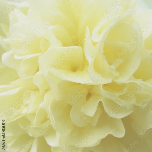 Background of hollyhock-petals © Spiber.de