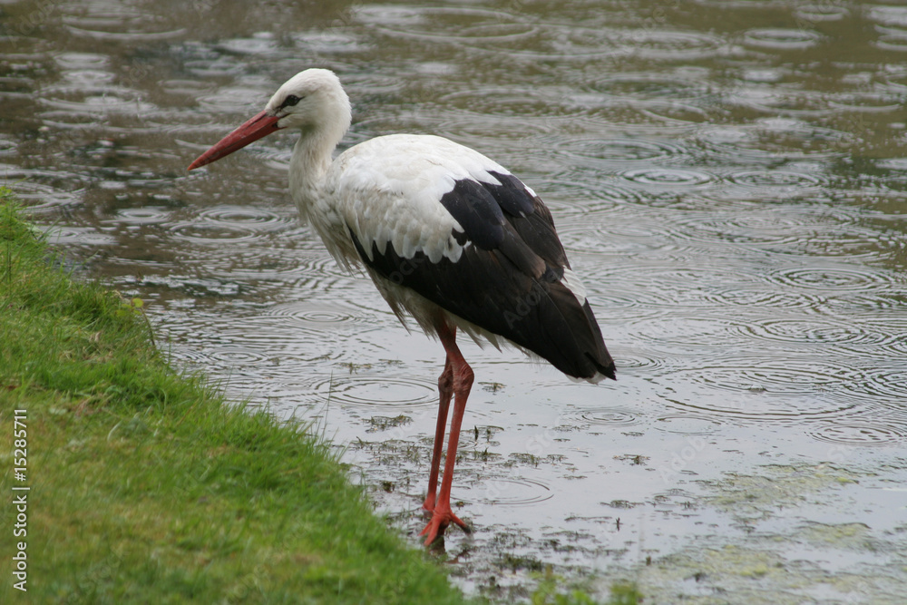 Fototapeta premium Storch