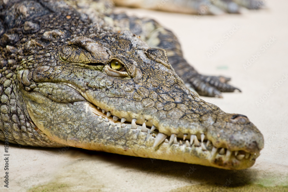 Naklejka premium crocodile