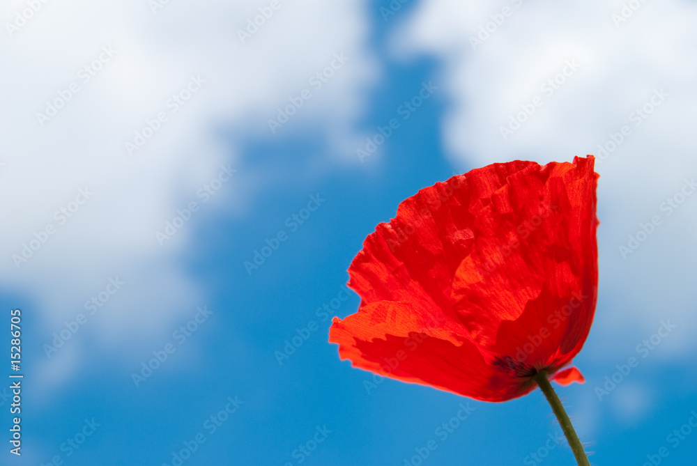 Obraz premium Single Poppy