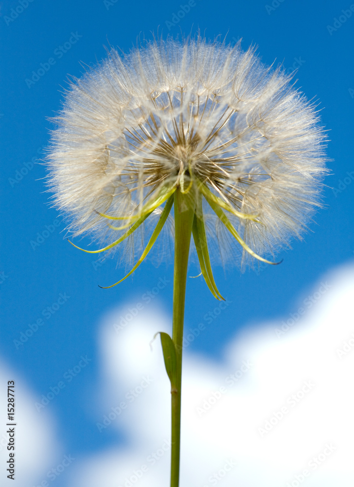 Fototapeta premium Dandelion flower